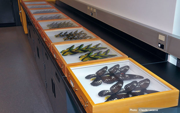 Entreposage des papillons au Centre sur la biodiversité faisant partie de la collection Ouellet-Robert : un témoin essentiel de la biodiversité de la faune entomologique du Québec et d’ailleurs - © Centre sur a biodiversité