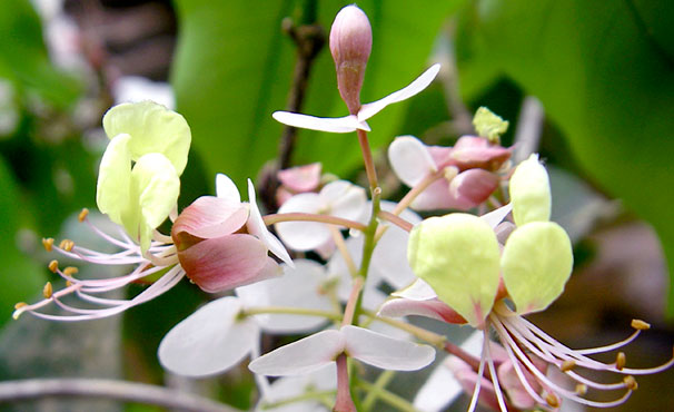 L' Annea laxiflora, l’une des deux plantes ayant fait l’objet d’un nouveau classement et portant le nom d’«Annea» en l'honneur d'Anne Bruneau. Pour plus de détails, voir la section « Pour en savoir plus du profil de recherche ».