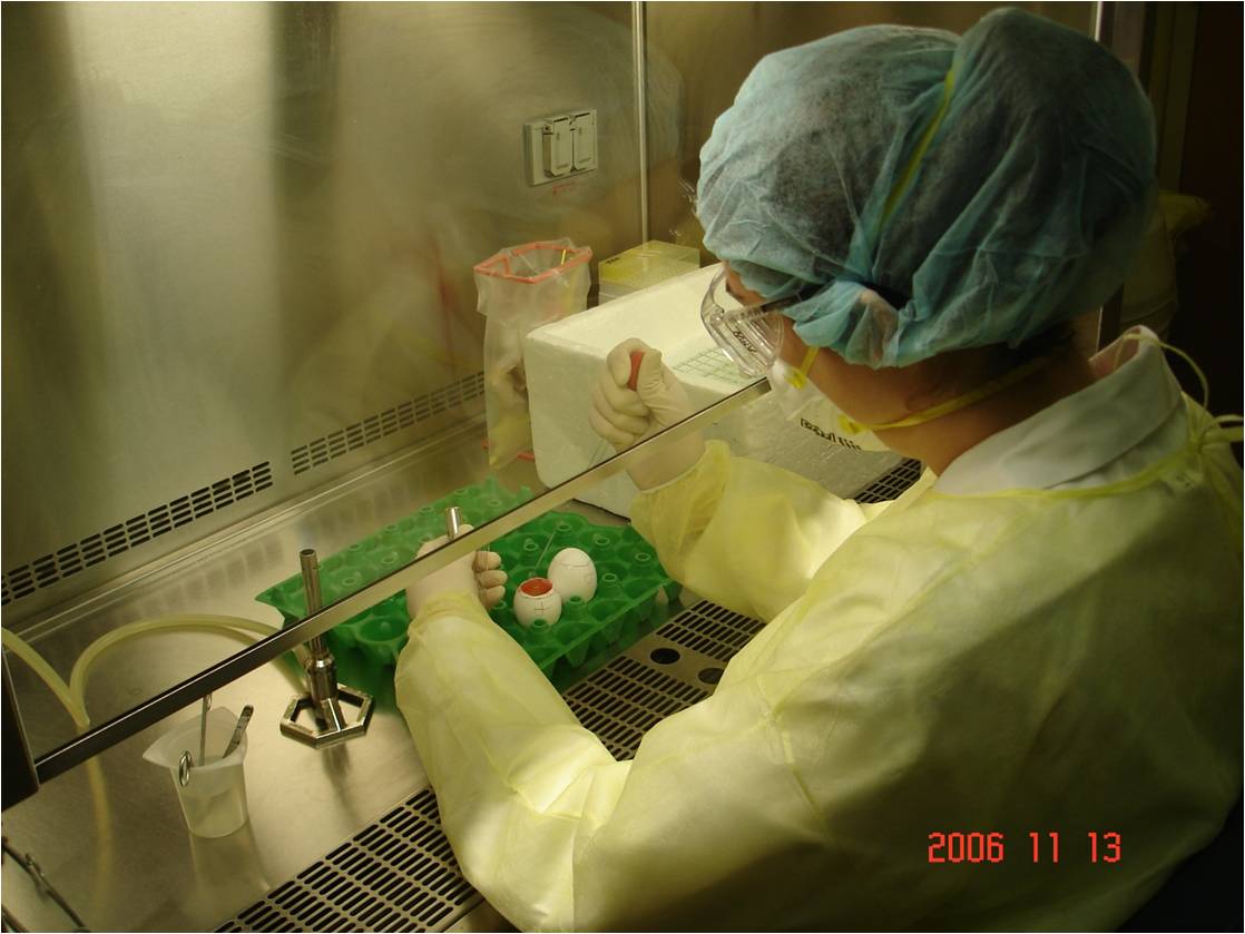 Agente de recherche qui se prépare à récolter du liquide allantoïdien d'un oeuf embryonné qui a été inoculé avec du virus influenza - ©Carl A. Gagnon